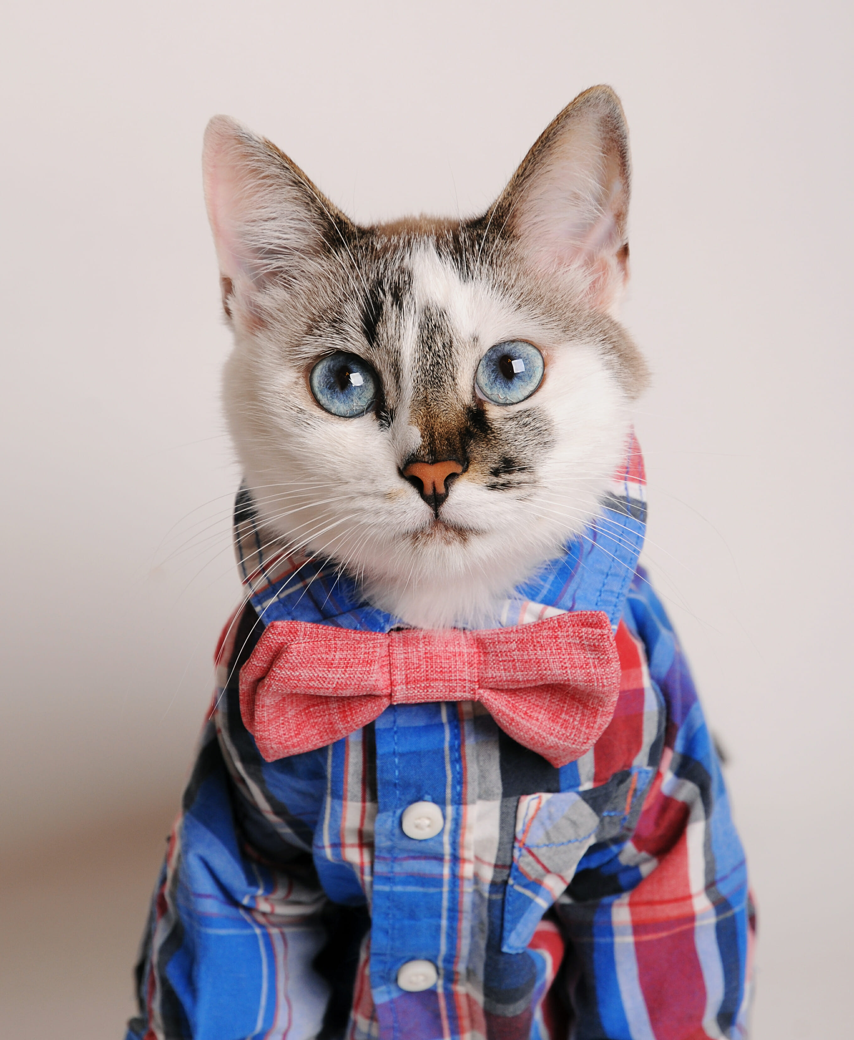 cat-img
